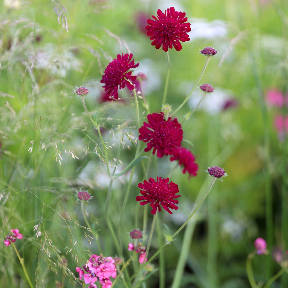 <i>Knautia macedonica</i> 