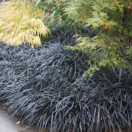 <i>Ophiopogon planiscapus</i> 'Kokuryū'