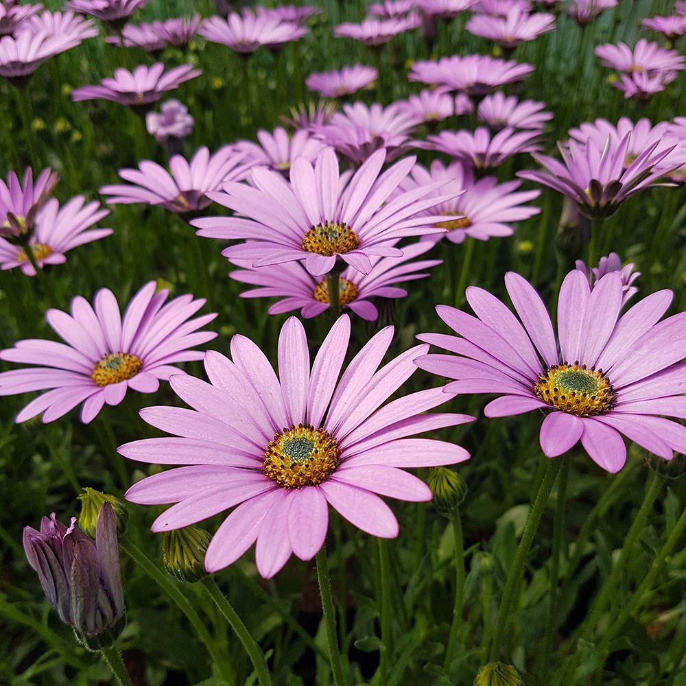 <i>Osteospermum jucundum</i> 