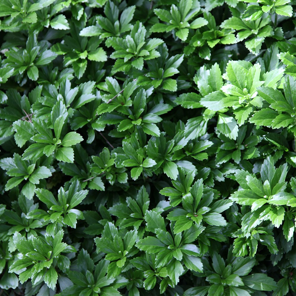<i>Pachysandra terminalis</i> 