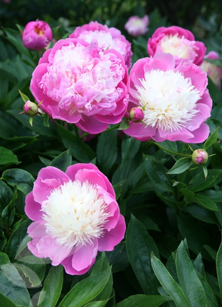 <i>Paeonia lactiflora</i> 'Bowl of Beauty'