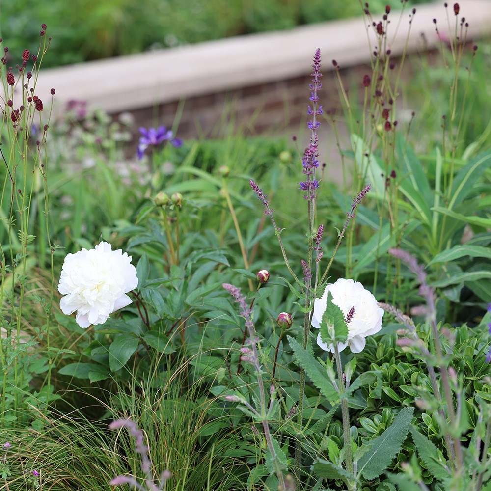 <i>Paeonia lactiflora</i> 'Duchesse de Nemours'