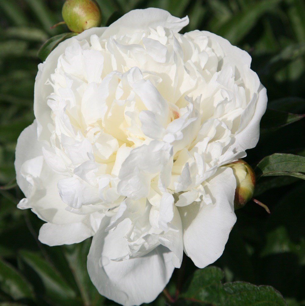 <i>Paeonia lactiflora</i> 'Duchesse de Nemours'