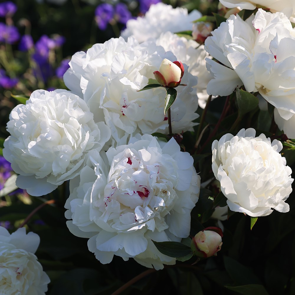 <i>Paeonia lactiflora</i> 'Festiva Maxima'