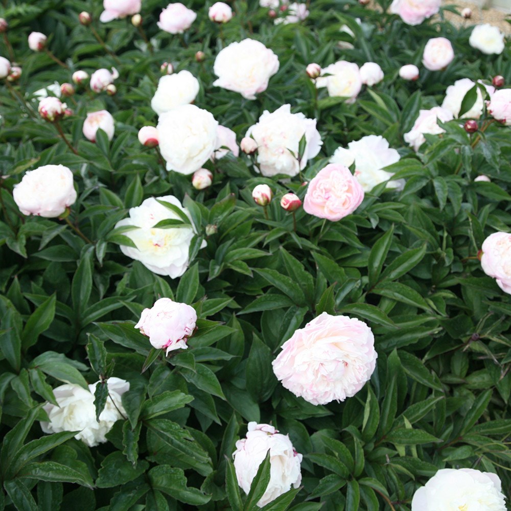 <i>Paeonia lactiflora</i> 'Shirley Temple'