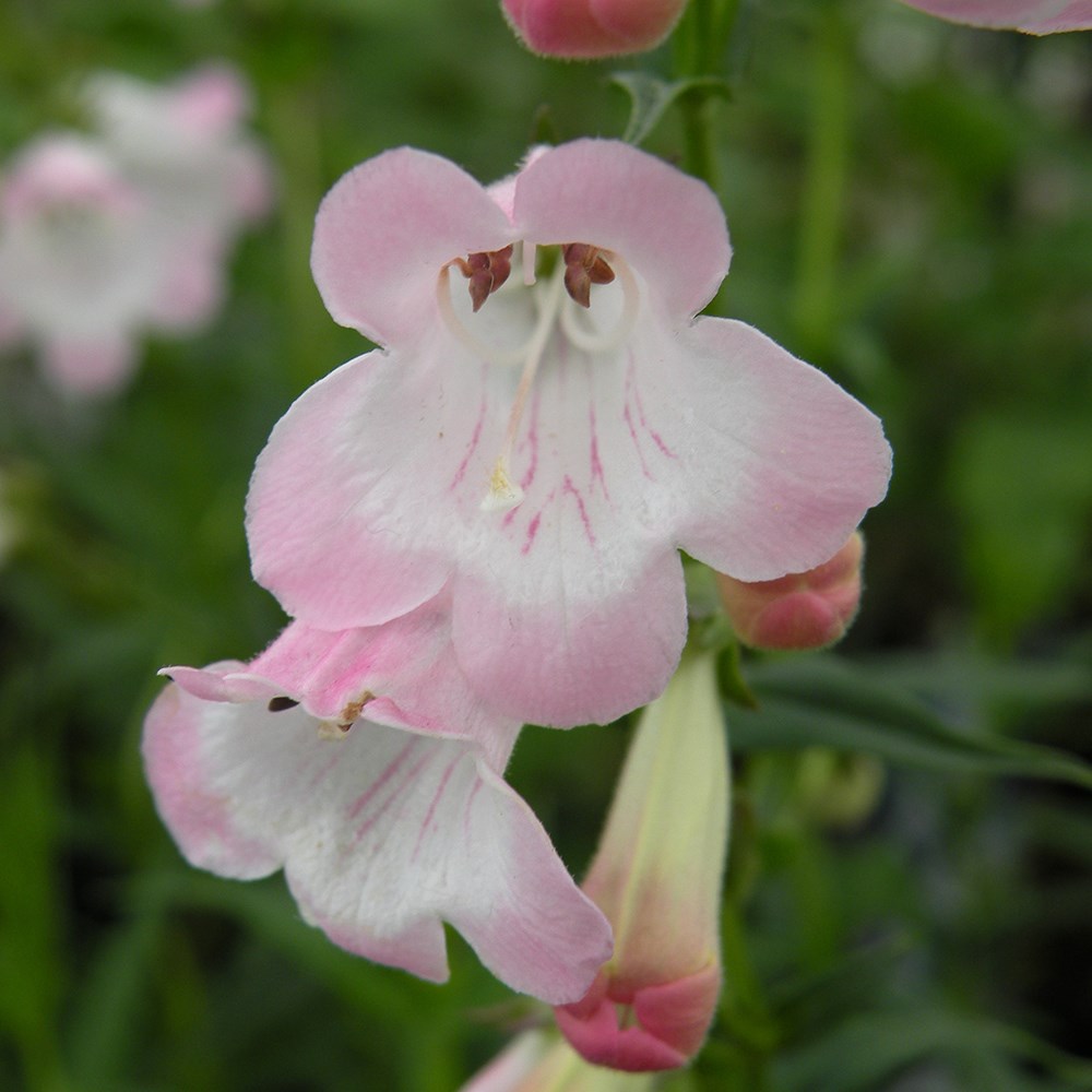 <i>Penstemon</i> 'Apple Blossom'