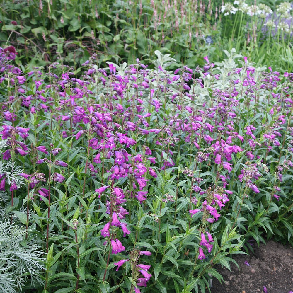 <I>Penstemon</i> 'Sour Grapes' M. Fish