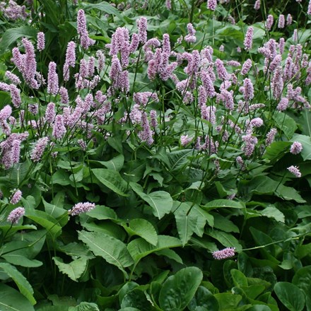 Bistorta officinalis Superba