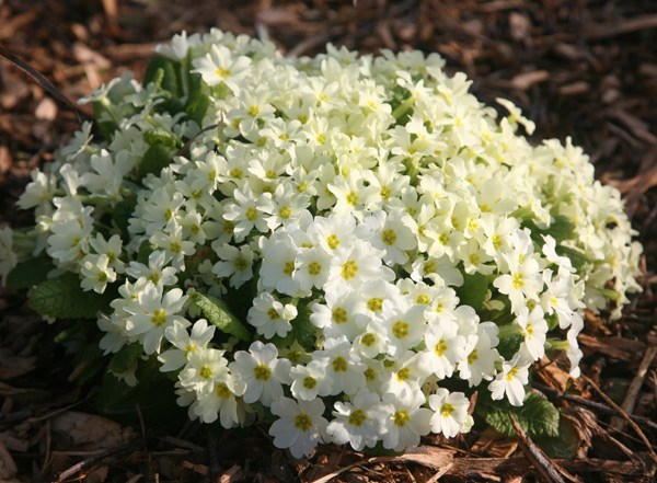 <i>Primula vulgaris</i> 