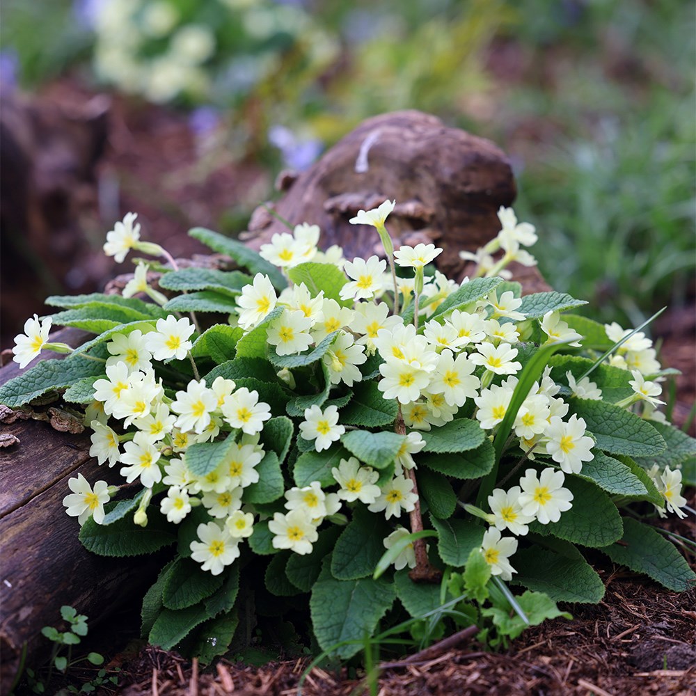 <i>Primula vulgaris</i> 