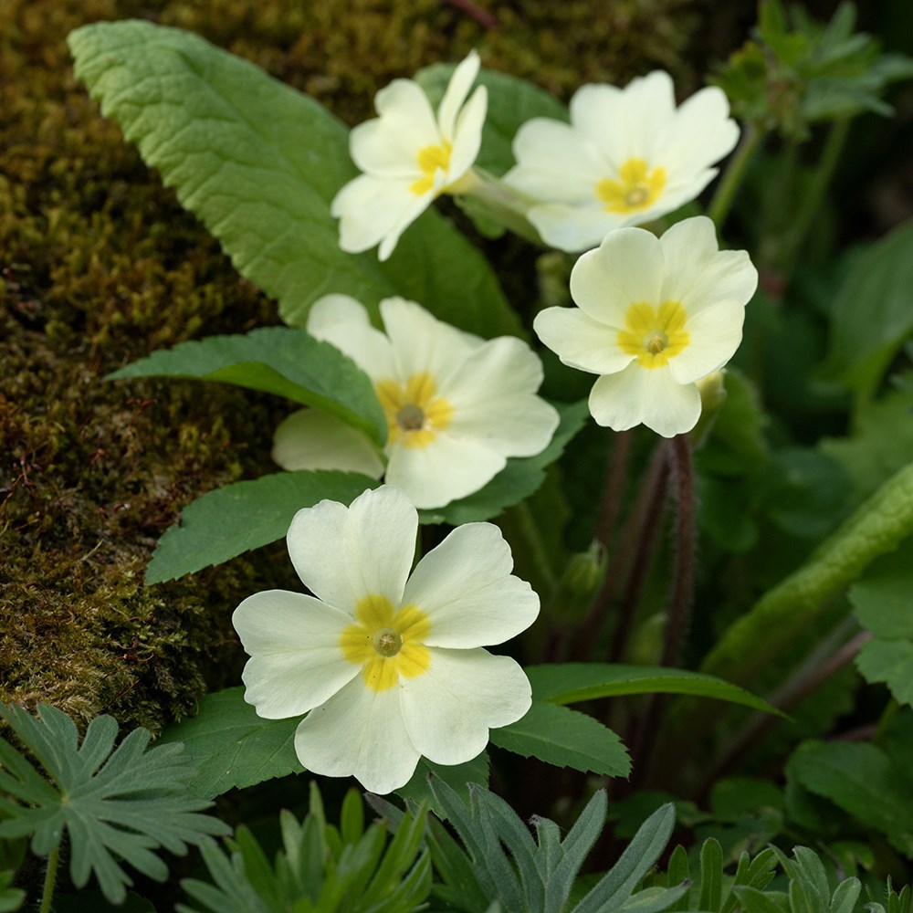 <i>Primula vulgaris</i> 