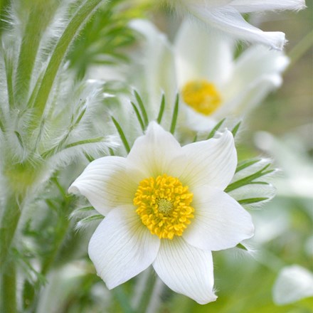 Pulsatilla vulgaris Alba