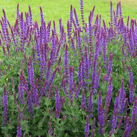 <i>Salvia nemorosa</i> 'Ostfriesland'