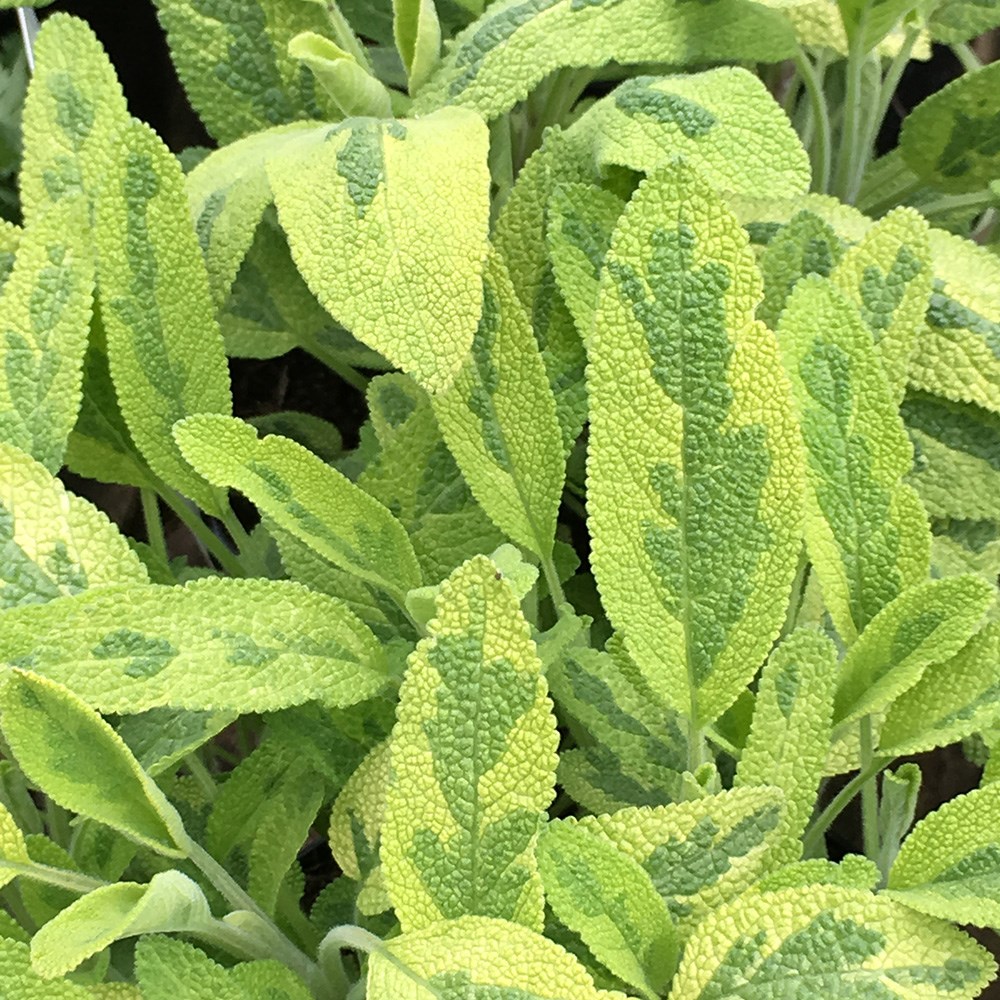 sage 'icterina'