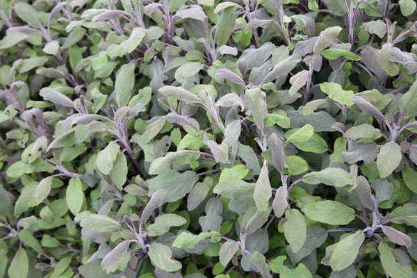 sage - purple