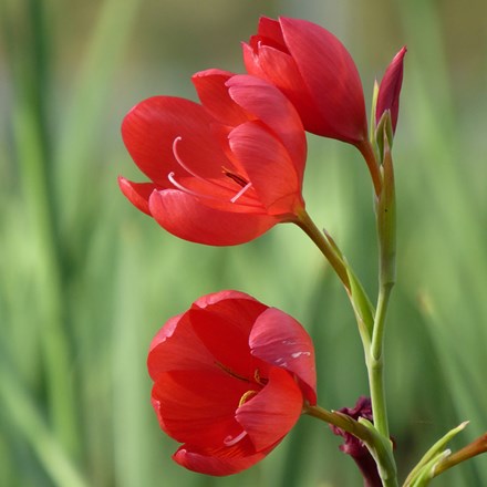 Hesperantha coccinea Major