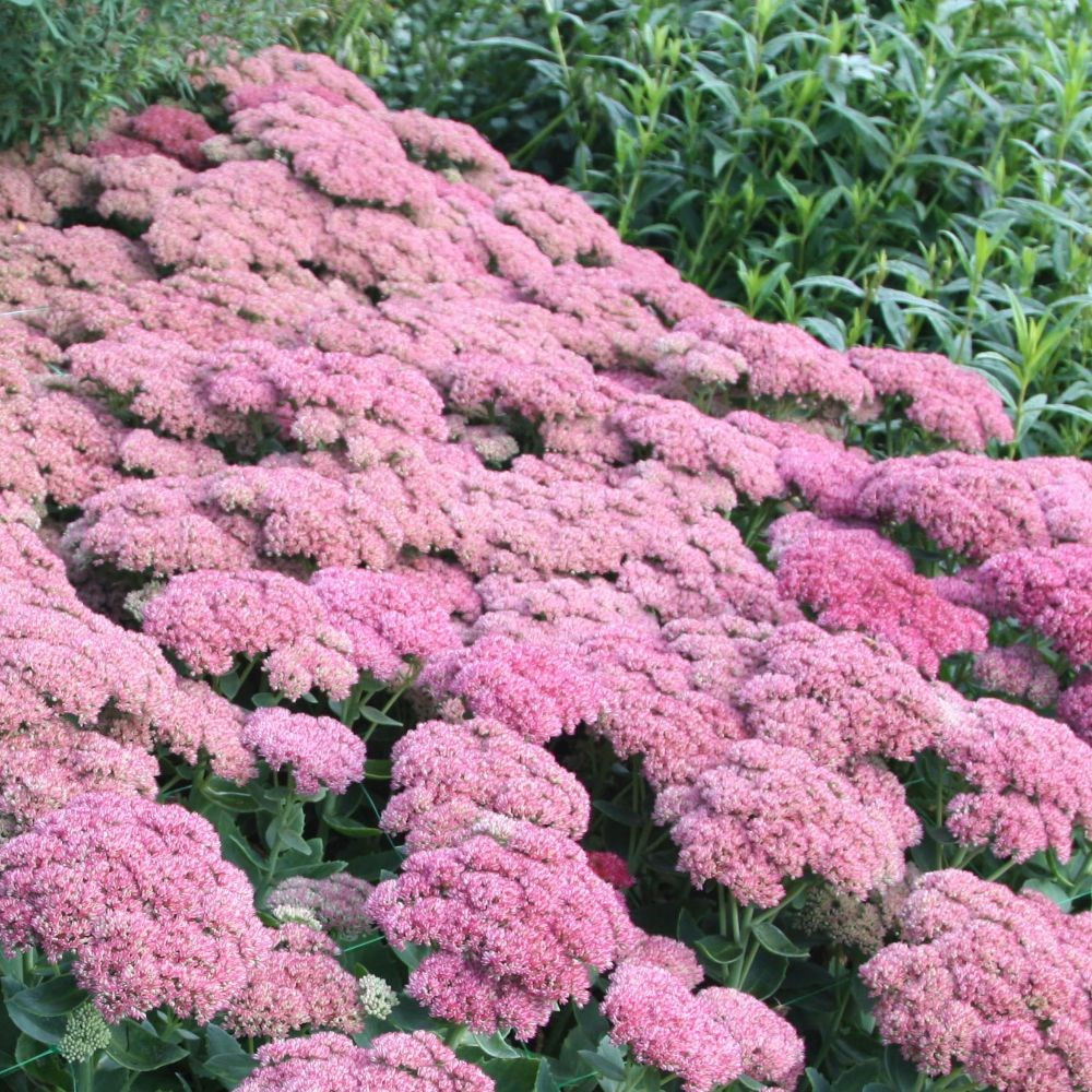 <i>Hylotelephium</i> × <i>mottramianum</i> 'Herbstfreude'