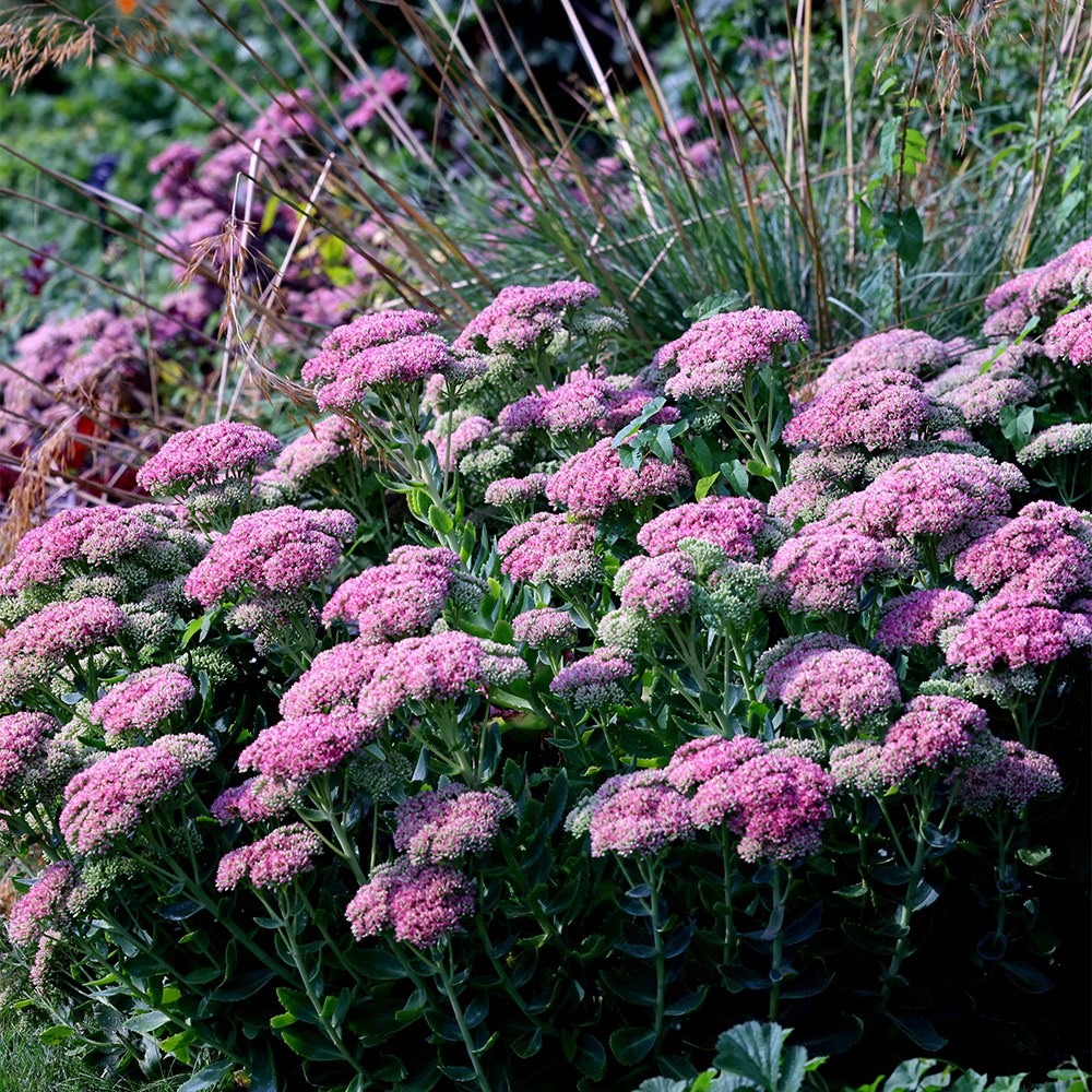 <i>Hylotelephium</i> × <i>mottramianum</i> 'Herbstfreude'