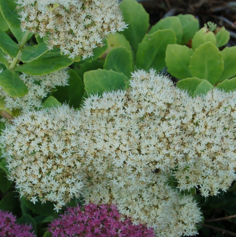 <i>Hylotelephium spectabile</i> 'Stardust'