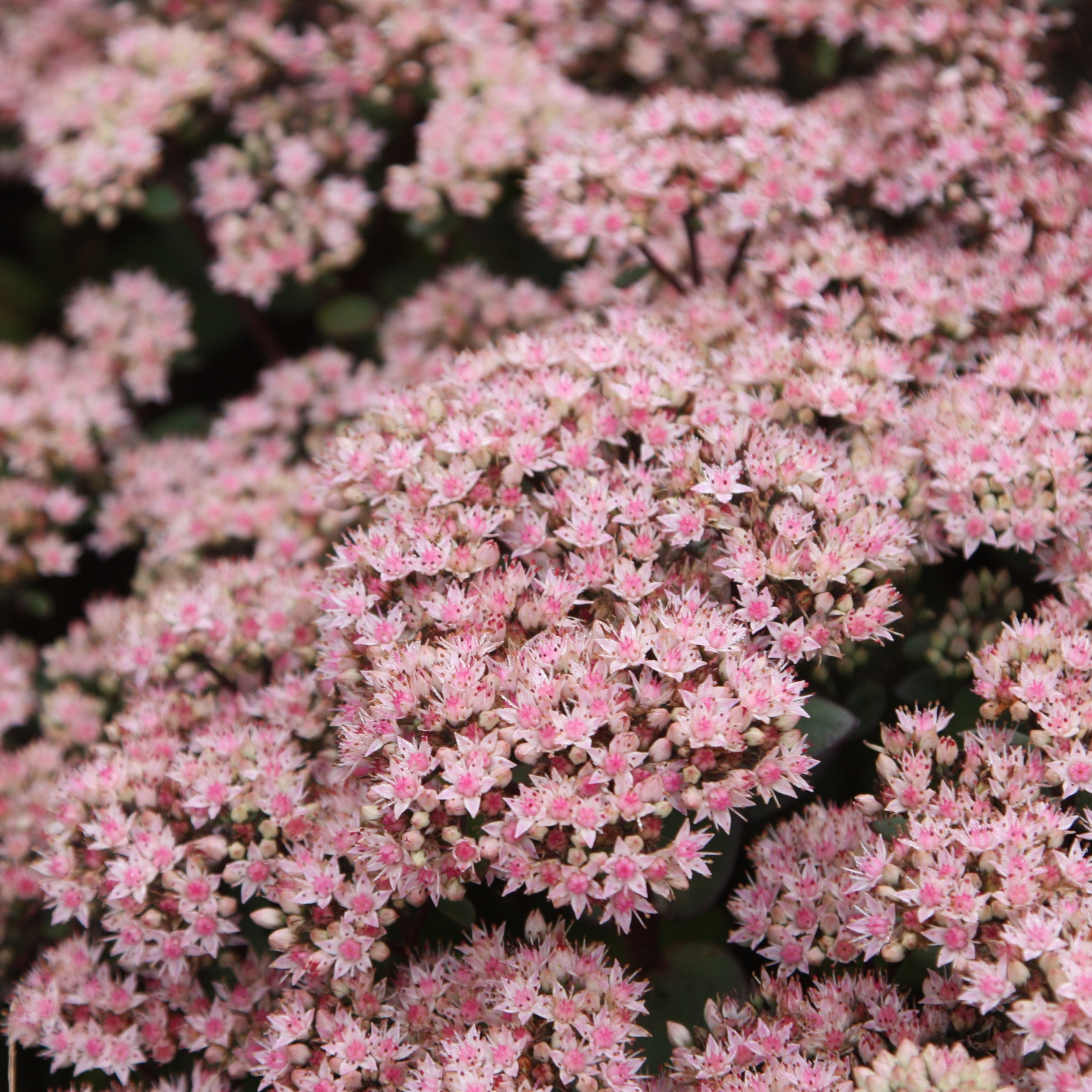 <i>Hylotelephium</i> 'Matrona'