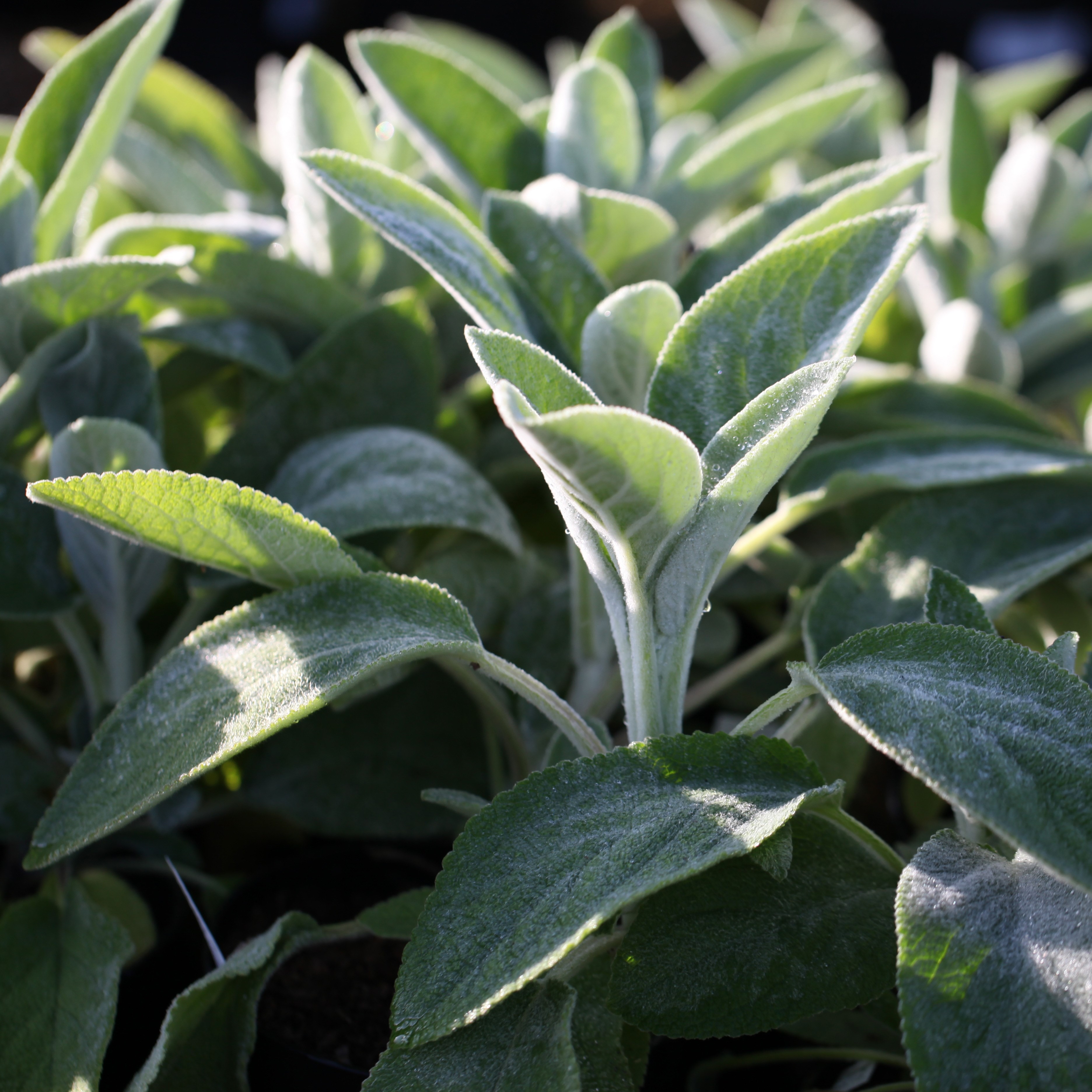 <i>Stachys byzantina</i> 'Big Ears'