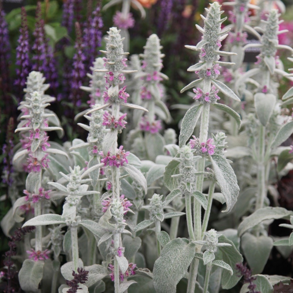 <i>Stachys byzantina</i> 'Silver Carpet'