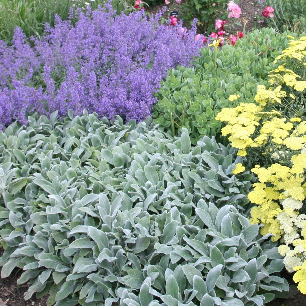 <i>Stachys byzantina</i> 'Silver Carpet'