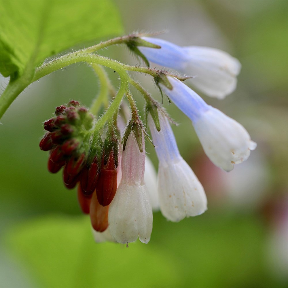 <i>Symphytum grandiflorum</i> 