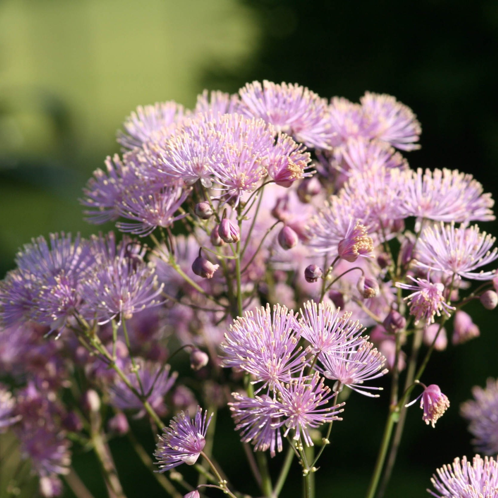 <i>Thalictrum aquilegiifolium</i> 
