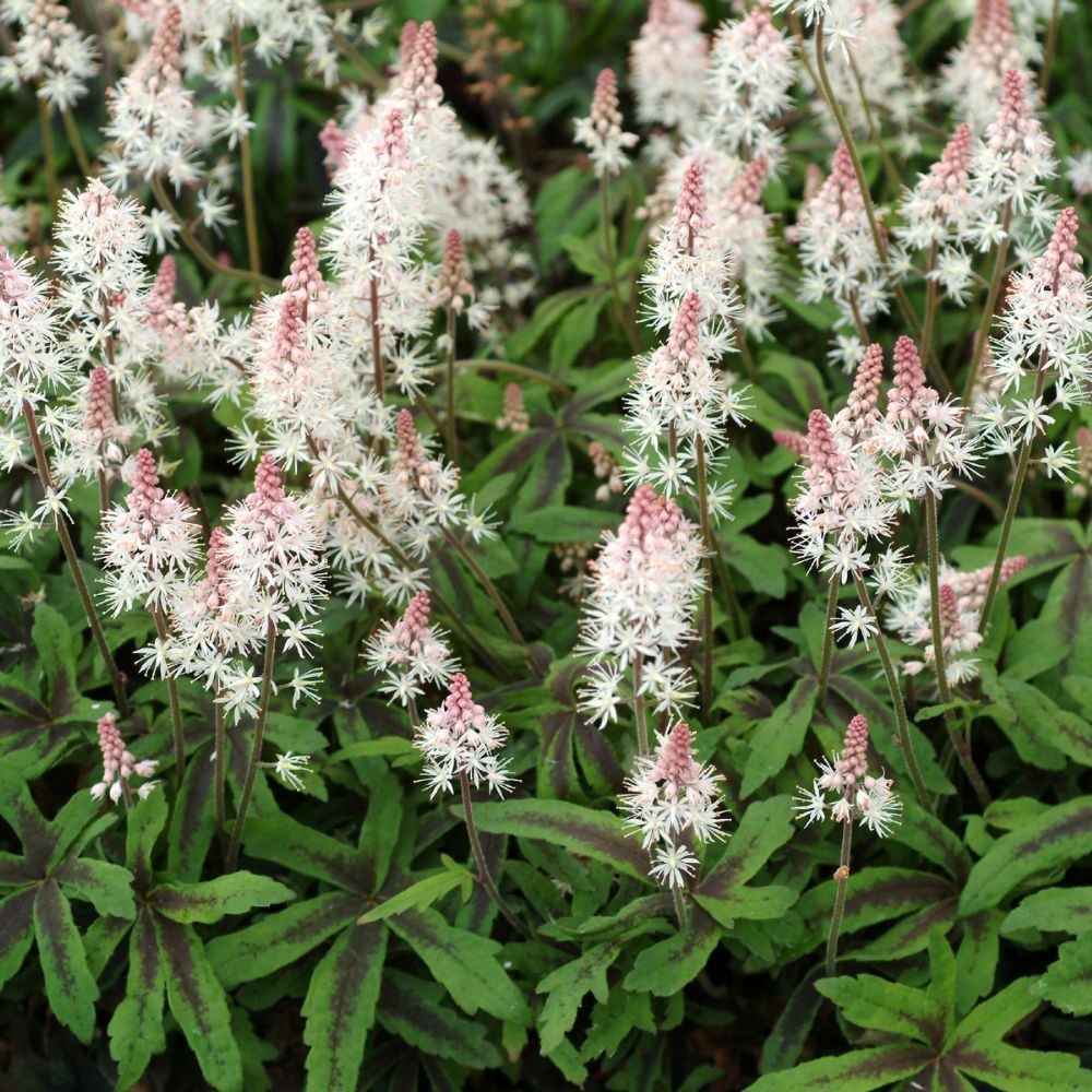 <I>Tiarella</i> 'Spring Symphony' (PBR)