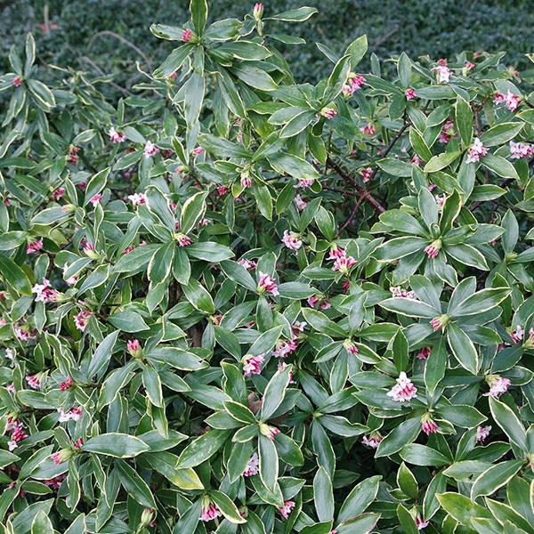 <i>Daphne odora</i> 'Aureomarginata'
