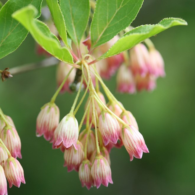 Buy perennials shrubs climbers trees grasses bamboos bulbs