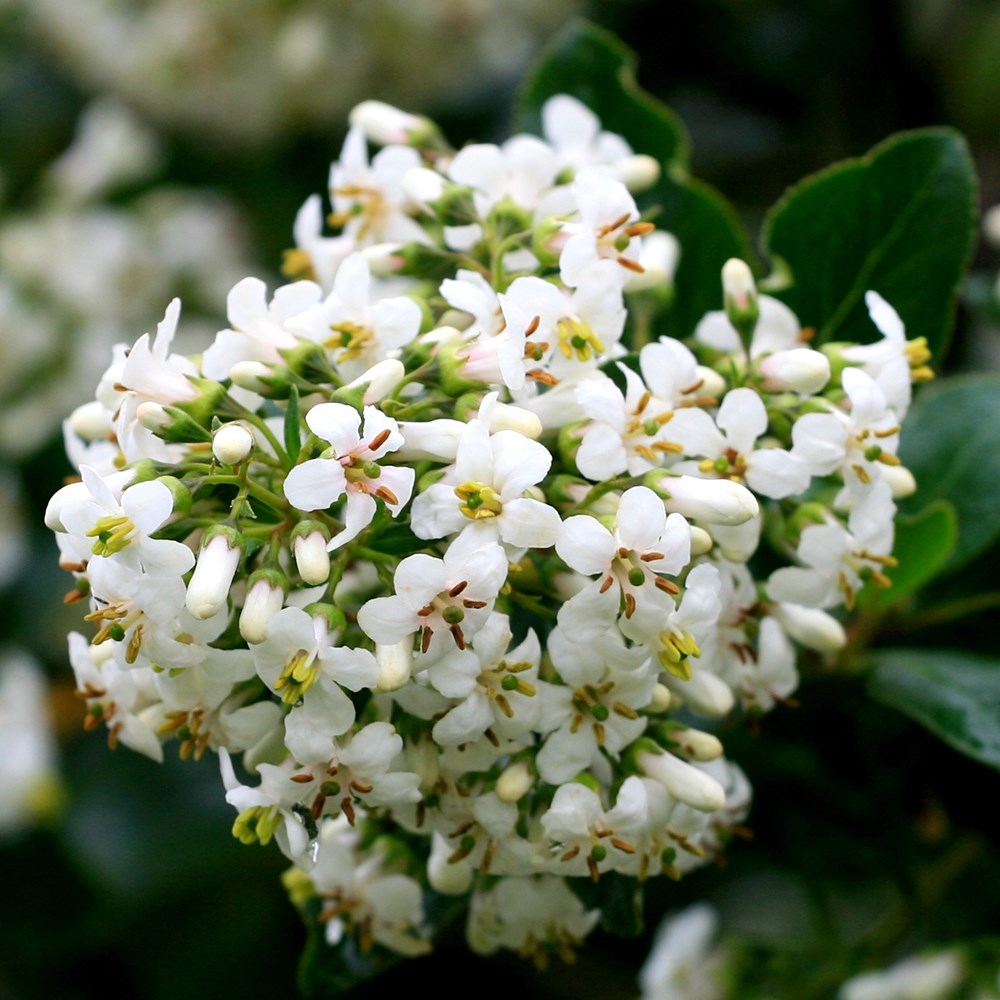 <i>Escallonia</i> 'Iveyi'