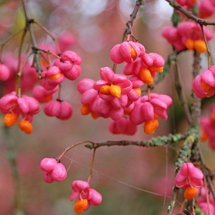 <i>Euonymus europaeus</i> 'Red Cascade'