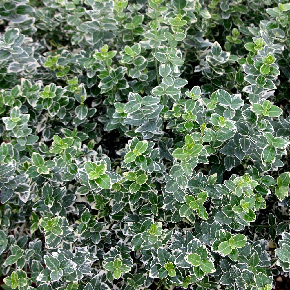 <i>Euonymus fortunei</i> 'Emerald Gaiety'