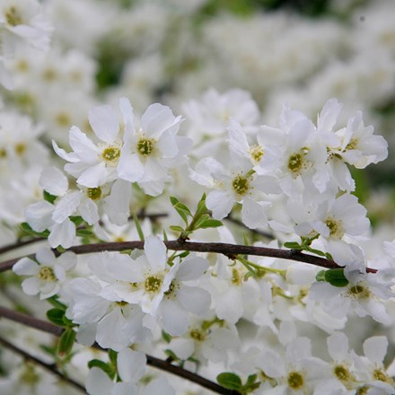 <i>Exochorda</i> × <i>macrantha</i> 'The Bride'