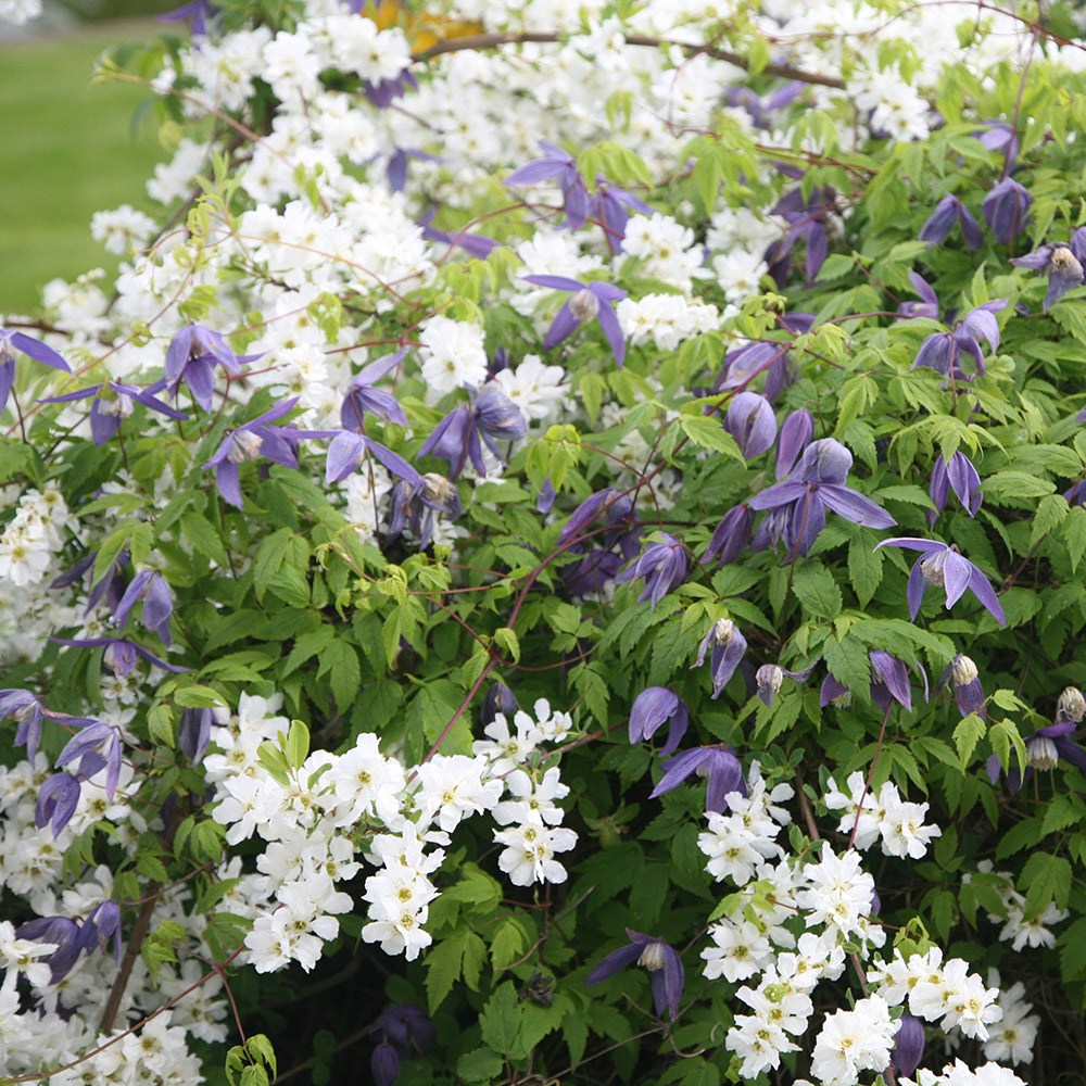 <i>Exochorda</i> × <i>macrantha</i> 'The Bride'