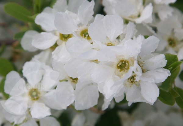 <i>Exochorda</i> × <i>macrantha</i> 'The Bride'
