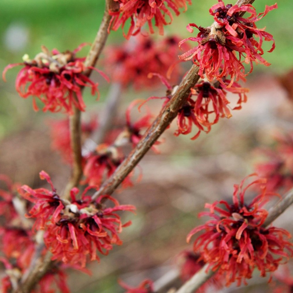 <i>Hamamelis</i> × <i>intermedia</i> 'Diane'