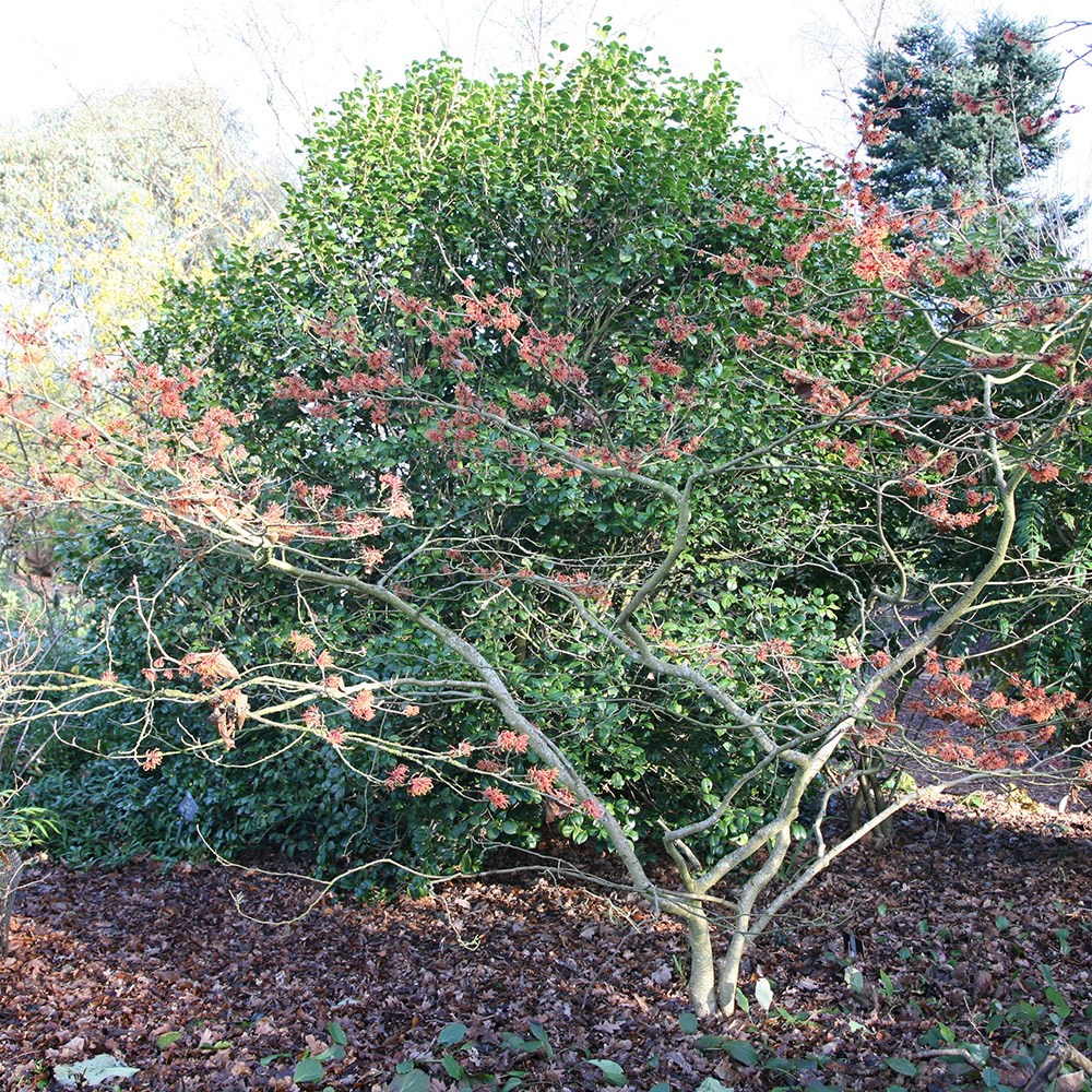<i>Hamamelis</i> × <i>intermedia</i> 'Jelena'
