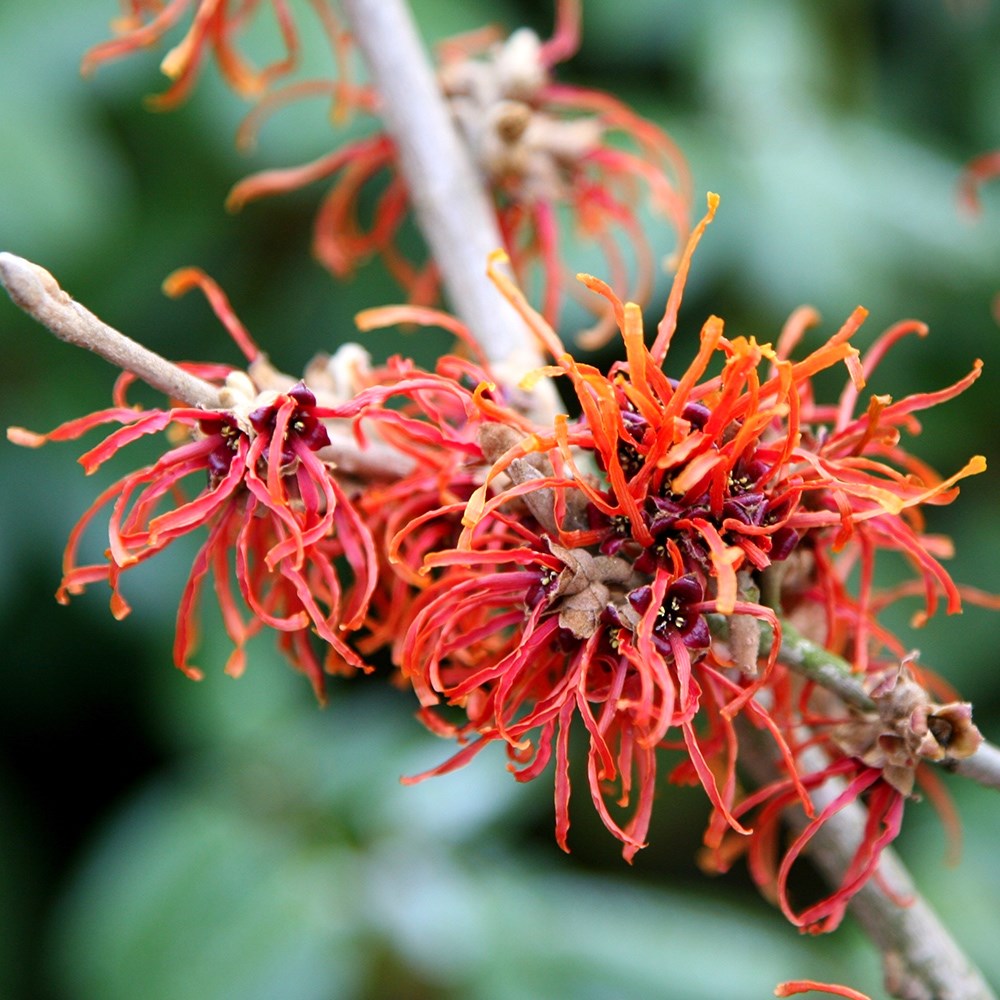 <i>Hamamelis</i> × <i>intermedia</i> 'Jelena'