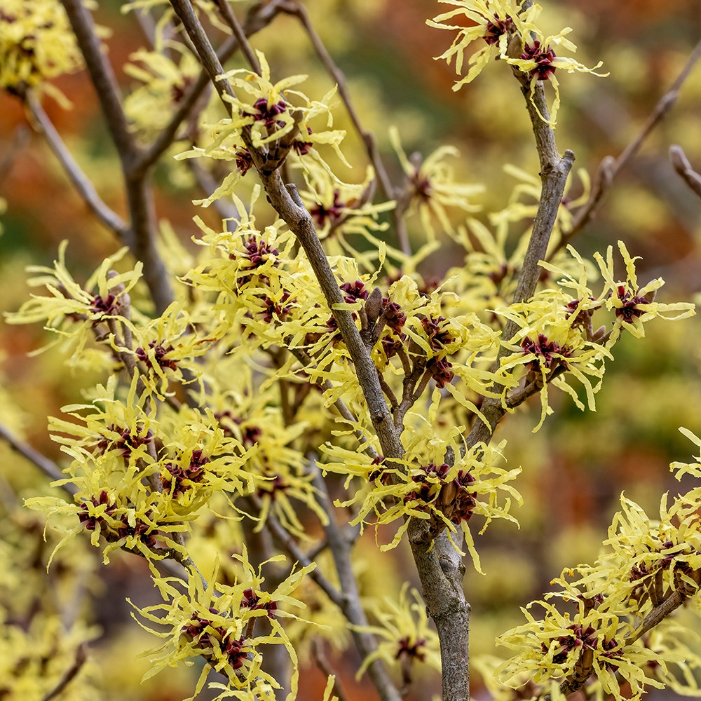 <i>Hamamelis</i> × <i>intermedia</i> 'Pallida'