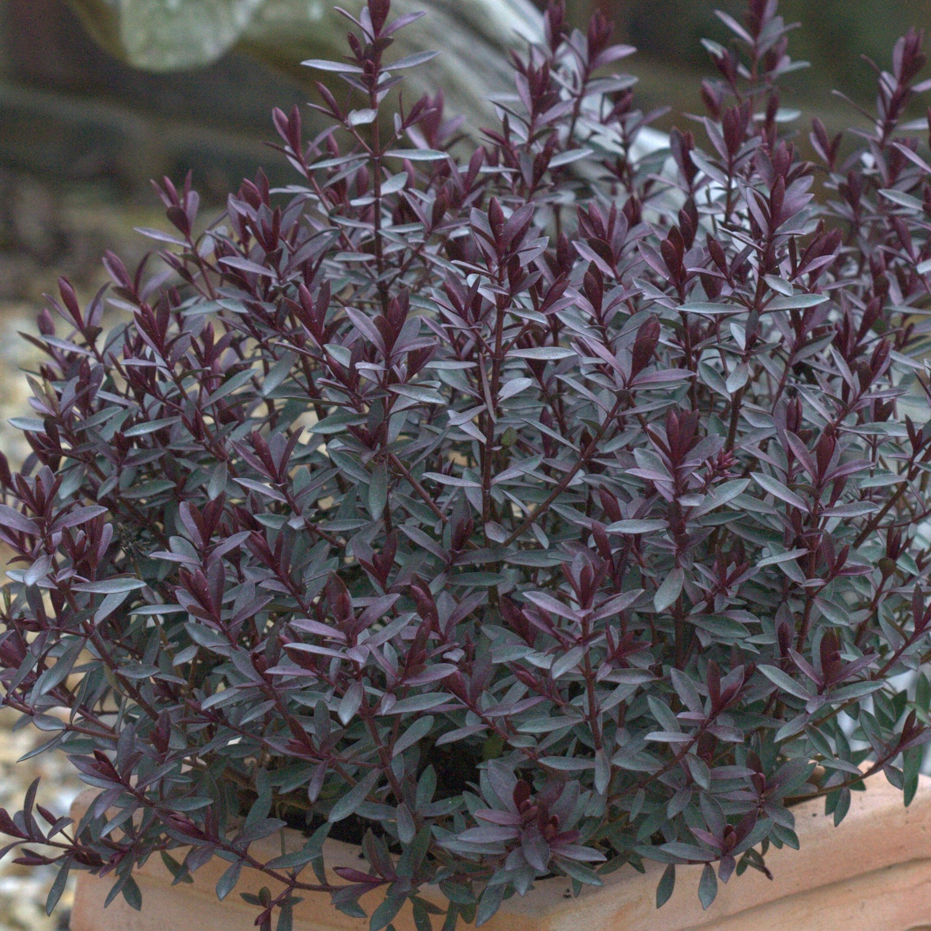 <i>Veronica</i> 'Caledonia'