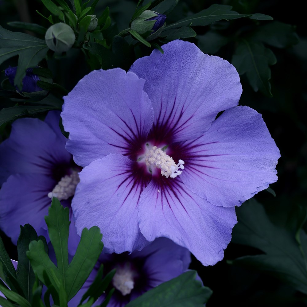 <i>Hibiscus syriacus</i> 'Oiseau Bleu'