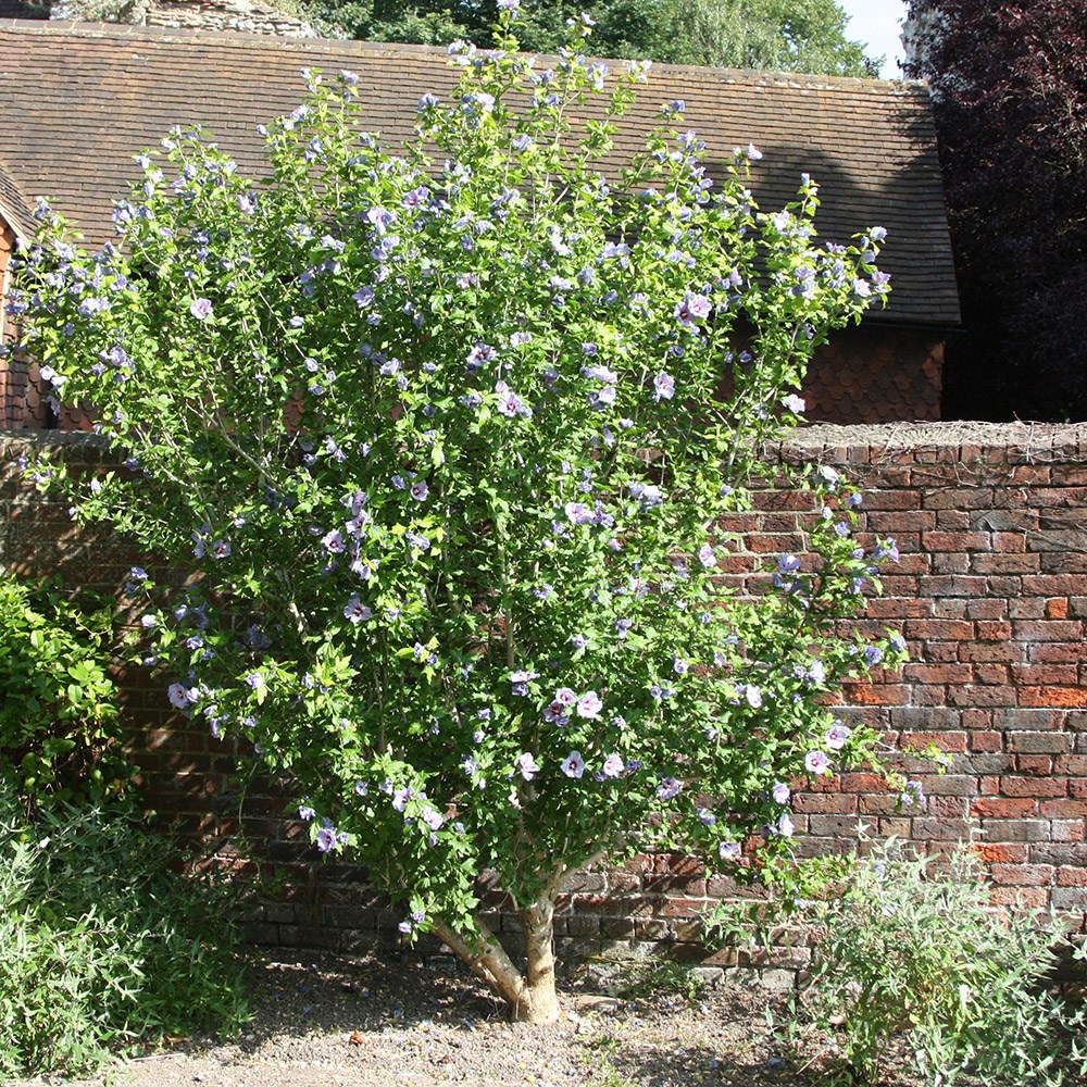 <i>Hibiscus syriacus</i> 'Oiseau Bleu'