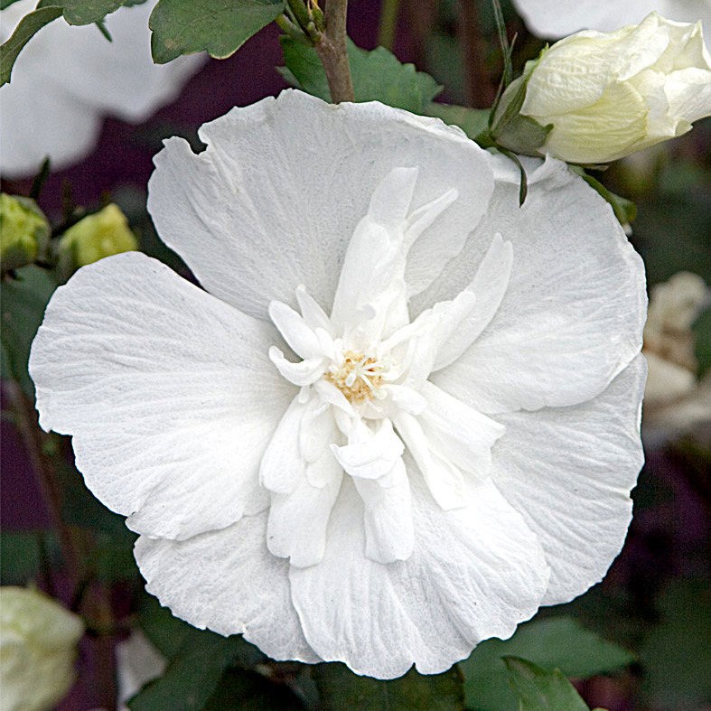 <I>Hibiscus syriacus</i> <b class=small-caps>White Chiffon</b> ('Notwoodtwo') (PBR) (Chiffon Series)