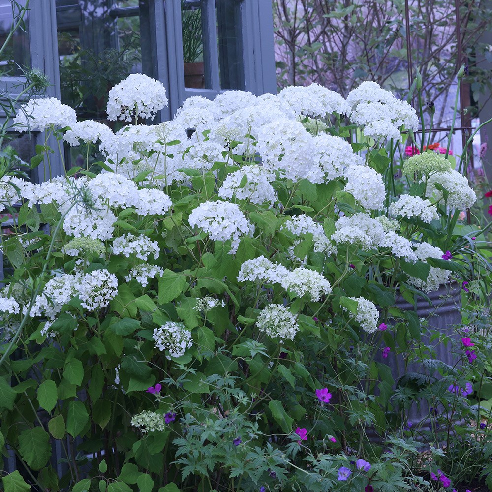 <i>Hydrangea arborescens</i> 'Annabelle'