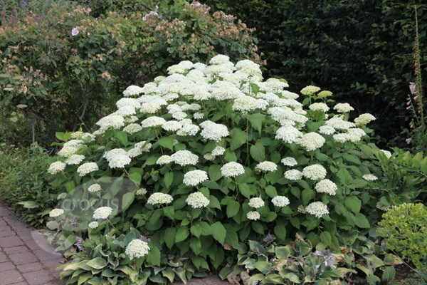 <i>Hydrangea arborescens</i> 'Annabelle'