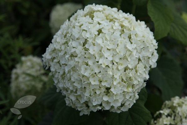 <i>Hydrangea arborescens</i> 'Annabelle'