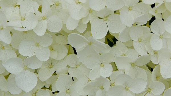 <i>Hydrangea arborescens</i> 'Annabelle'